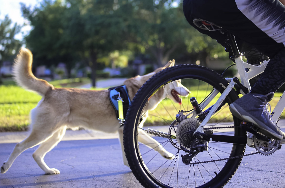Run/Walk Bike Leash